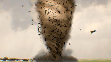 Catnado Trailer Sees a Storm of Felines in Twisters Parody Movie