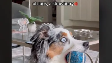 What Is TikTok’s ‘Oh Look, a Strawberry’ Viral Trend? Explained