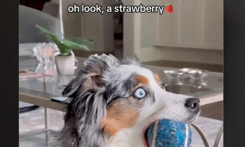 What Is TikTok’s ‘Oh Look, a Strawberry’ Viral Trend? Explained